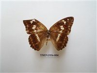 藏品(普氏白蛺蝶)的圖片